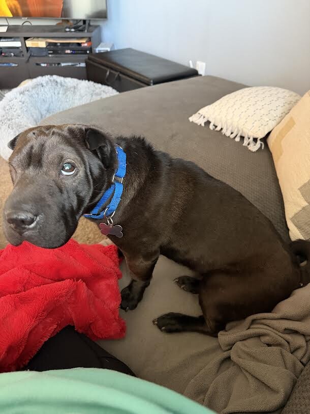 Picture of the Animal Listed